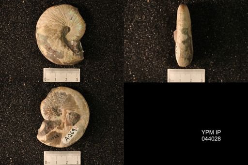 Hoploscaphites nicolletii