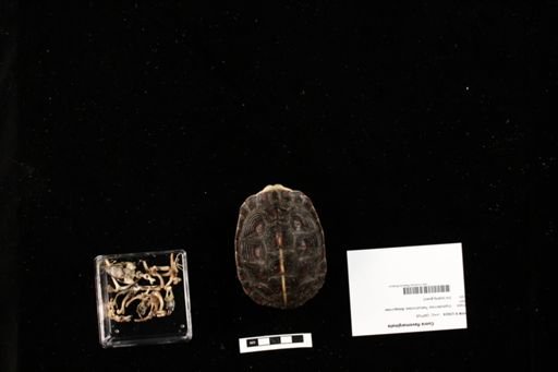 Cuora flavomarginata