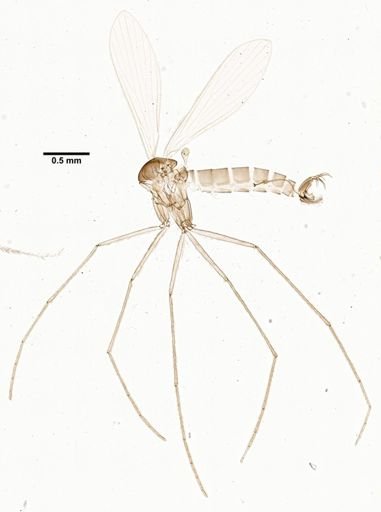Lutzomyia colombiana