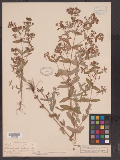 Hypericum mutilum