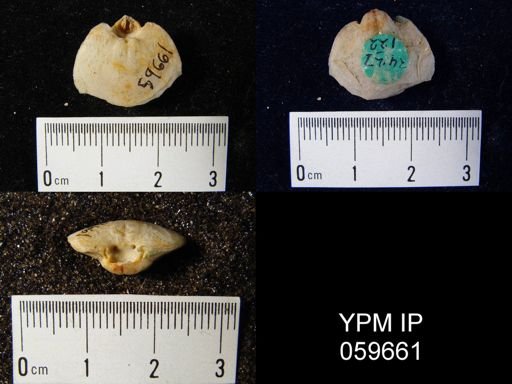 Oriskania sp.