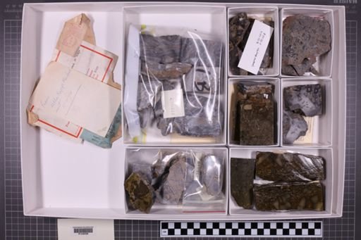 mixed taxa, stratigraphic collection