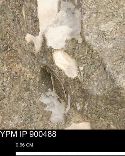 undet. Bivalvia
