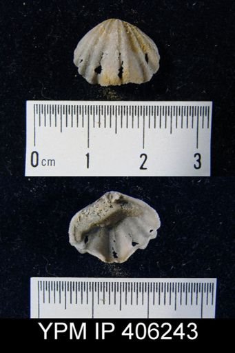 undet. Rhynchonellida