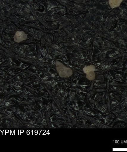 undet. Heterohelicidae