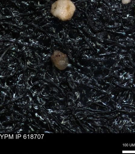 undet. Foraminiferida