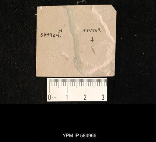 undet. Tipulidae