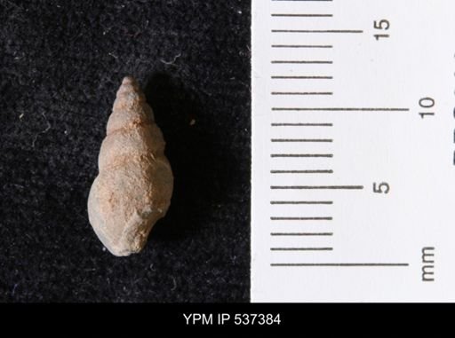 Goniobasis ortmanni