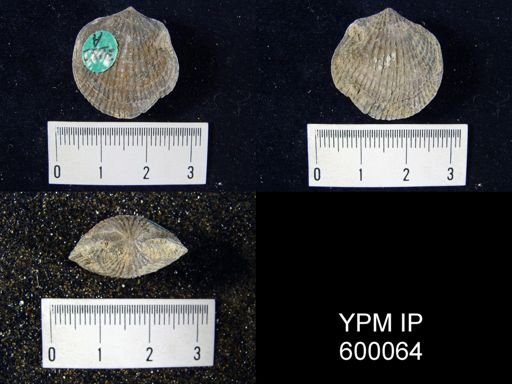 Atrypa sp.