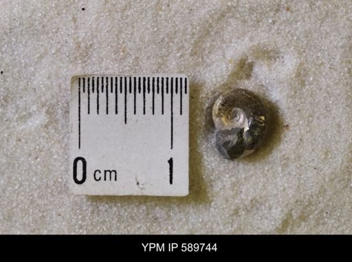undet. Scaphitidae