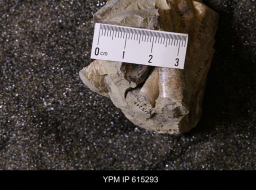 Baculites sp.