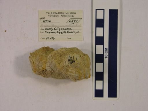 Arsinoitherium sp.