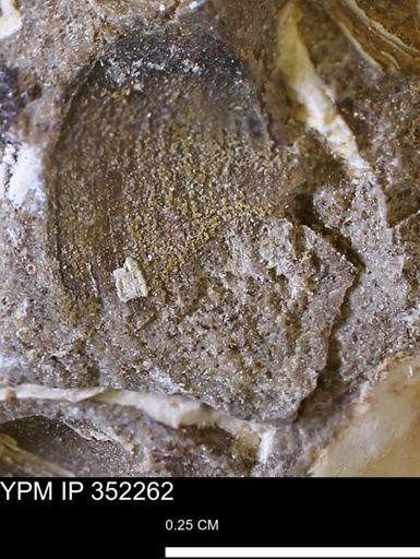 undet. Bivalvia