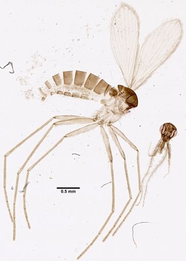 Lutzomyia cruciata
