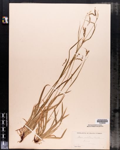 Carex arctata