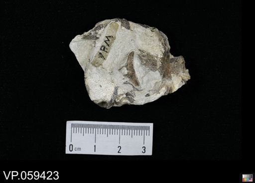 undet. Actinopterygii