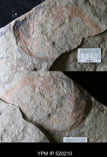 undet. Arthropoda