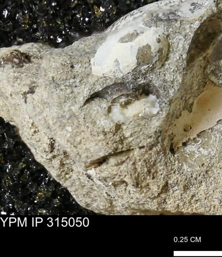 undet. Scaphitidae