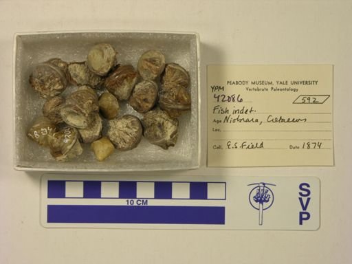 undet. Actinopterygii