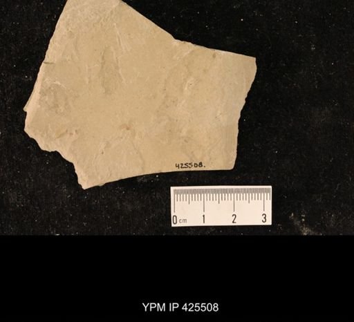 undet. Hexapoda