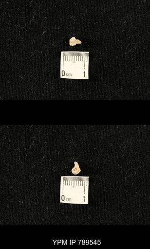 undet. Bryozoa