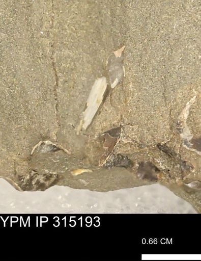 undet. Bivalvia