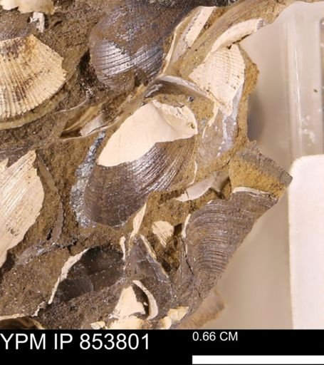 Limopsis striatopunctatus