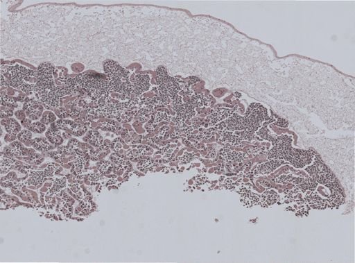 Ostrea lurida
