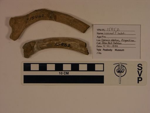 undet. Mammalia