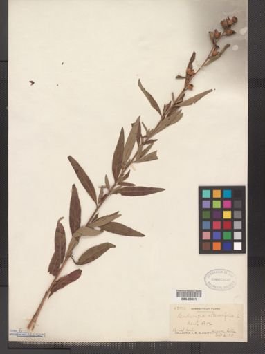Ludwigia alternifolia