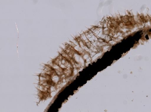 Isodictya deichmannae
