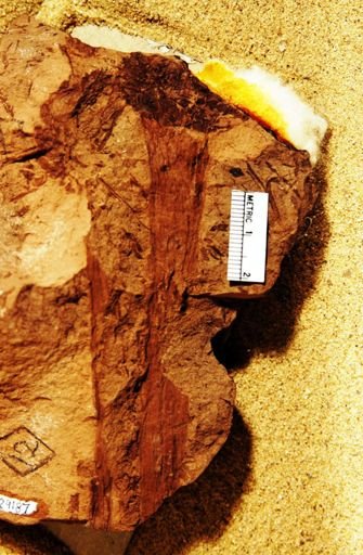 Nymphaeites nevadensis