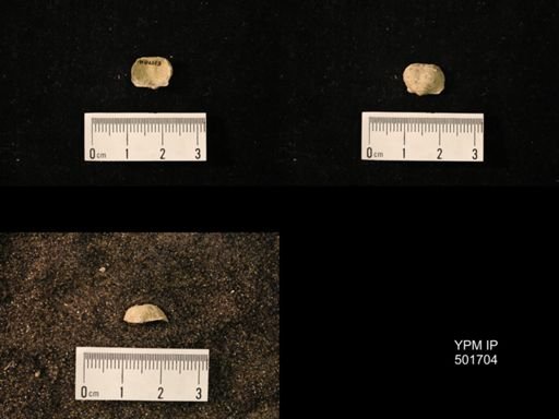 Marginifera splendens