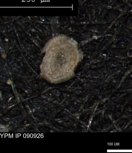 Spirolocammina subcircularis
