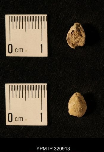 Dielasma elongatum