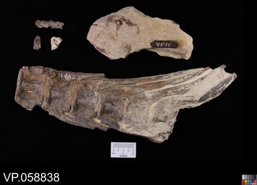 undet. Ichthyodectidae