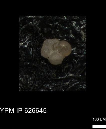 undet. Foraminiferida