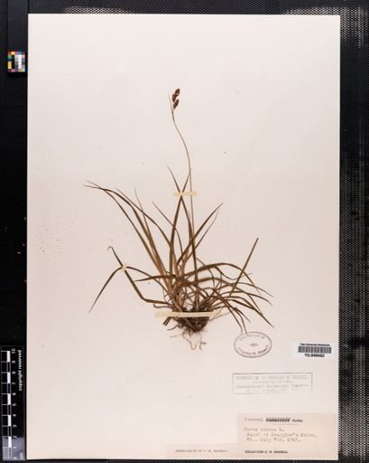Carex limosa