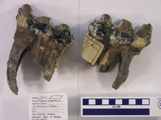 Mammut americanum