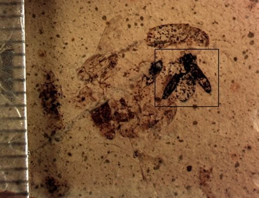 undet. Coleoptera