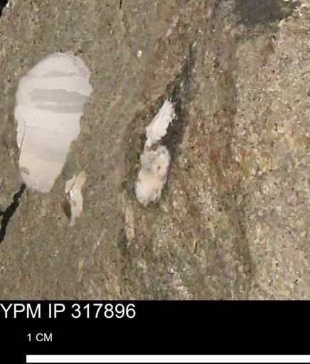 undet. Mollusca