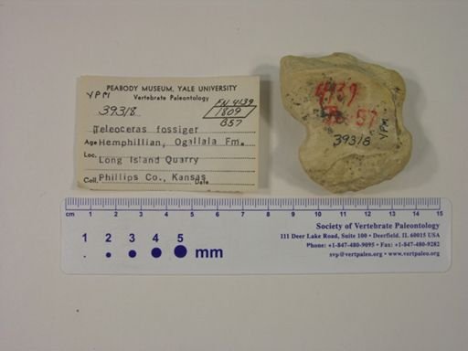 Teleoceras fossiger