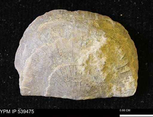 Leptostrophia canace