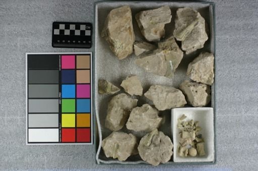 Eporeodon sp.