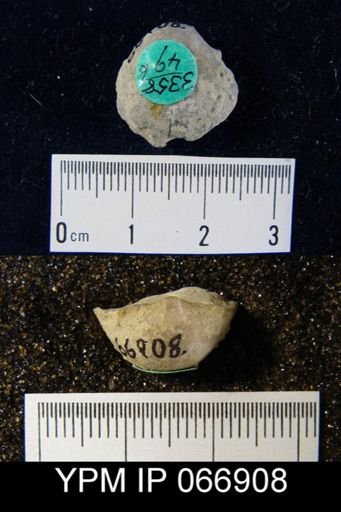 Productella hallana