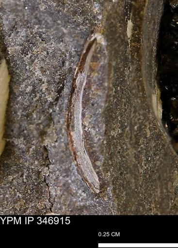 undet. Bivalvia