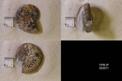 undet. Scaphitidae