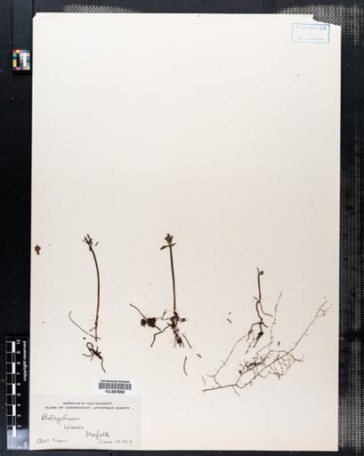 Botrychium