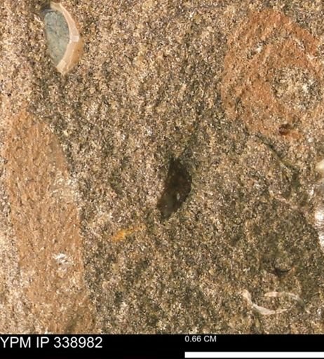 undet. Mollusca