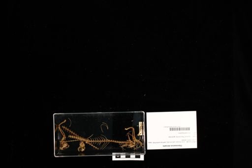 Dipsosaurus dorsalis